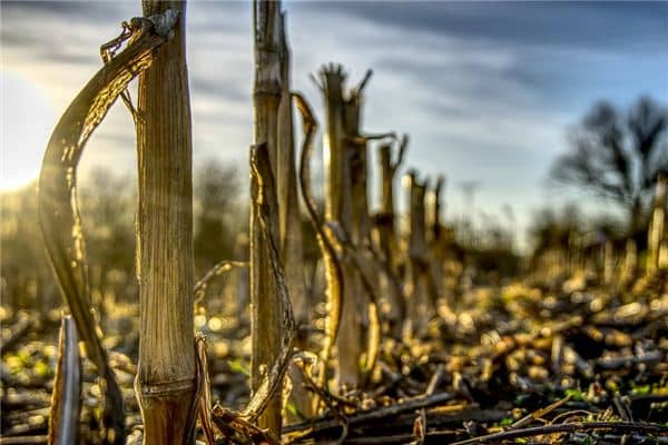 梦见玉米秸秆是什么意思 梦见玉米秸秆是什么意思