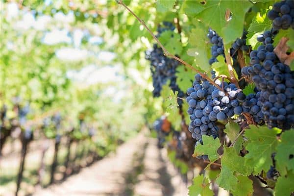 梦见想吃莆萄是什么意思 梦见想吃莆萄是什么意思