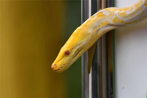 梦见黄金蟒蛇 梦见黄金蟒蛇