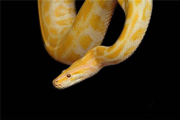 梦见金色毒蛇是什么意思 梦见金色毒蛇是什么意思