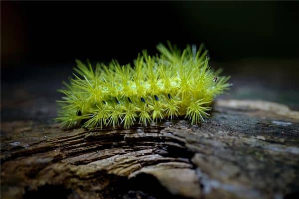 梦见被虫子咬是什么意思 梦见被虫子咬是什么意思