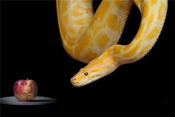 梦见一条大黄蛇 梦见一条大黄蛇