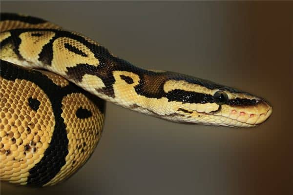 梦见蛇在家里是什么意思 梦见蛇在家里是什么意思