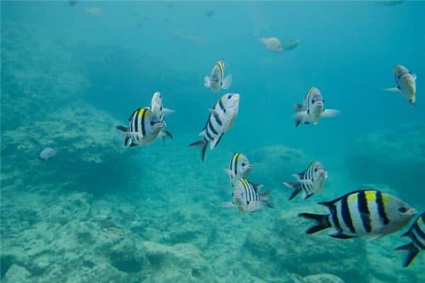 梦见鱼咬我脚是什么意思 梦见鱼咬我脚是什么意思