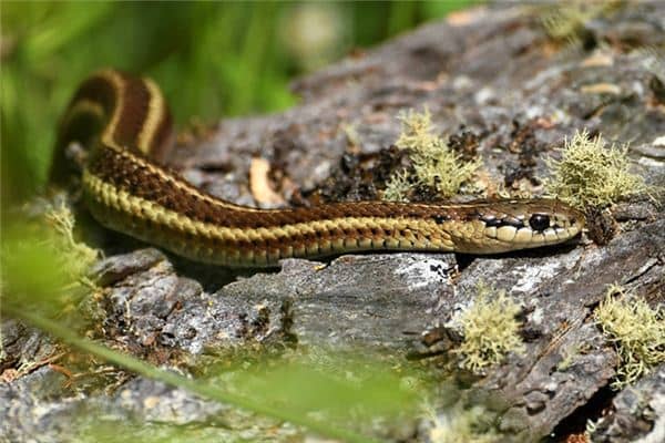 梦见杀三条蛇是什么意思 梦见杀三条蛇是什么意思