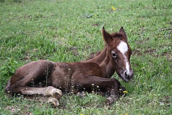 梦见马下崽子是什么意思 梦见马下崽子是什么意思