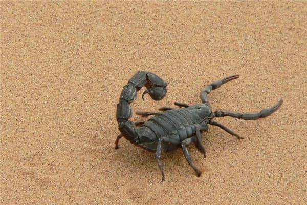 梦到被蝎子蛰 梦到被蝎子蛰