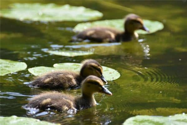 梦见鸭子和蛇是什么意思 梦见鸭子和蛇是什么意思