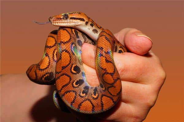 梦见带花的蛇是什么意思 梦见带花的蛇是什么意思