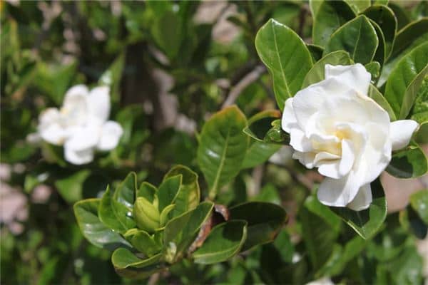 梦见摘桅子花是什么意思 梦见摘桅子花是什么意思