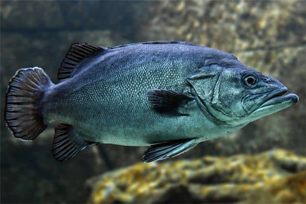 梦见大火和鱼是什么意思 梦见大火和鱼是什么意思