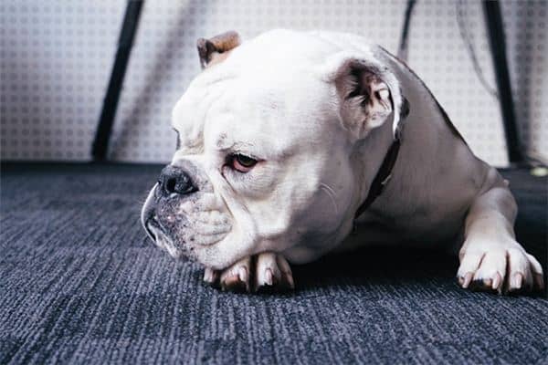 梦见一只小狗是什么意思 梦见一只小狗是什么意思