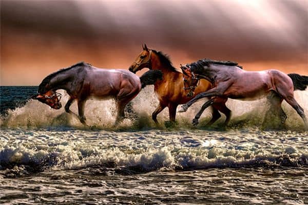 梦见好多动物是什么意思 梦见好多动物是什么意思