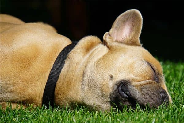 梦见死去的狗是什么意思 梦见死去的狗是什么意思