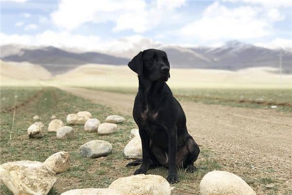 梦见黑狗咬自己 梦见黑狗咬自己