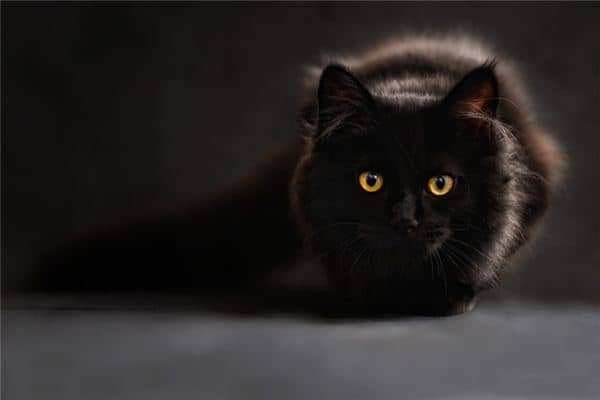 梦见黑猫咬我是什么意思 梦见黑猫咬我是什么意思