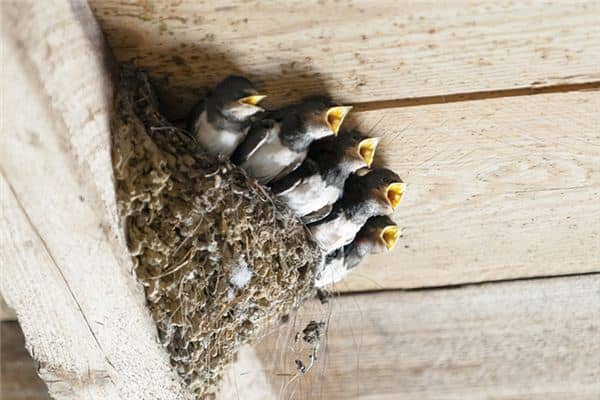 梦见一窝小鸟是什么意思 梦见一窝小鸟是什么意思