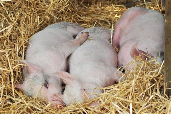 梦见很多死猪是什么意思 梦见很多死猪是什么意思