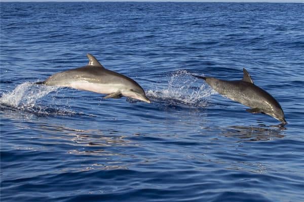 梦见海豚吃人是什么意思 梦见海豚吃人是什么意思