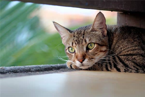 梦见门口有猫是什么意思 梦见门口有猫是什么意思