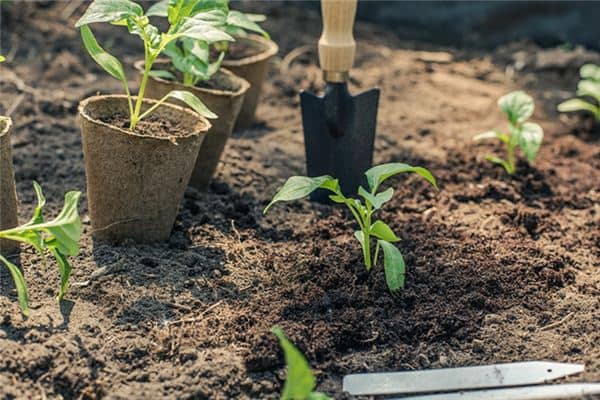 梦见种辣椒苗是什么意思 梦见种辣椒苗是什么意思