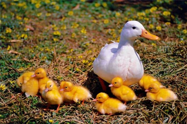 梦见鸡鸭成群是什么意思 梦见鸡鸭成群是什么意思