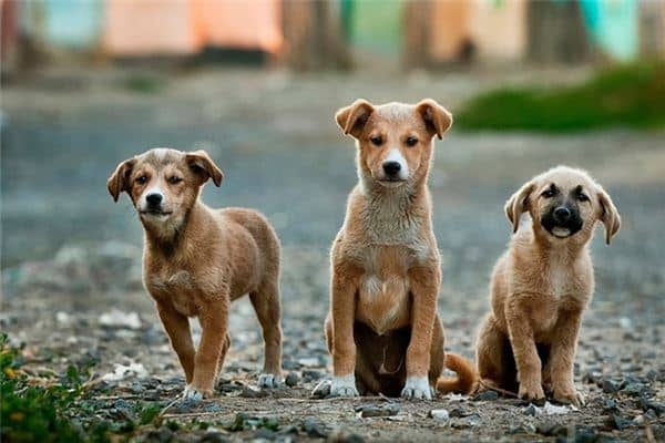 梦见好几条狗是什么意思 梦见好几条狗是什么意思