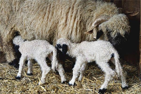 梦见羊生小羊是什么意思 梦见羊生小羊是什么意思