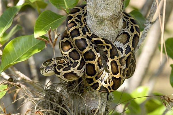 梦见好多大蛇是什么意思 梦见好多大蛇是什么意思