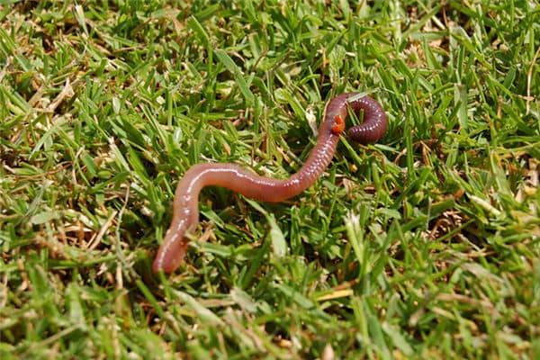 梦见很多蚯蚓是什么意思 梦见很多蚯蚓是什么意思