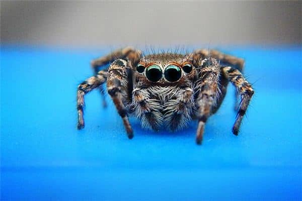 梦到蜘蛛咬自己 梦到蜘蛛咬自己