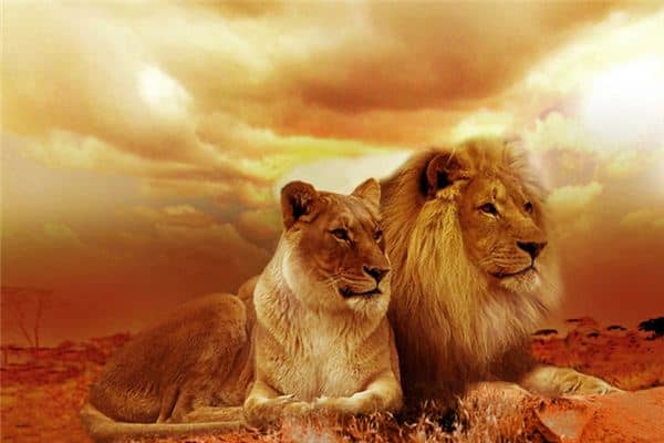 梦见吃狮子肉是什么意思 梦见吃狮子肉是什么意思