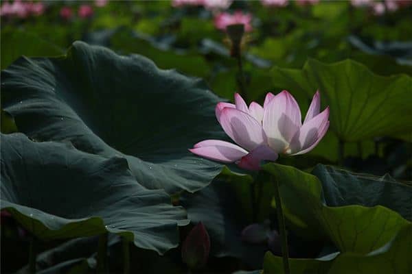 梦见莲花盛开是什么意思 梦见莲花盛开是什么意思