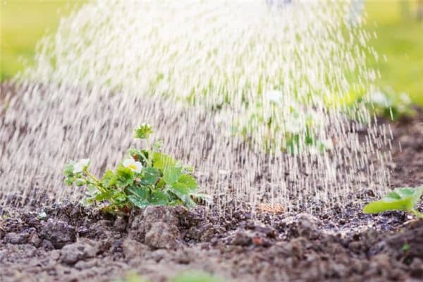 梦见别人浇地是什么意思 梦见别人浇地是什么意思