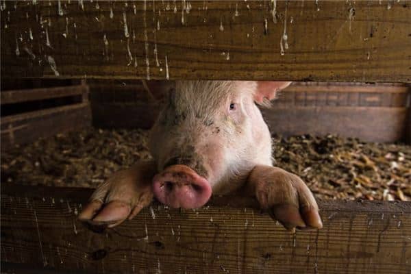 梦见吃猪血有是什么意思 梦见吃猪血有是什么意思