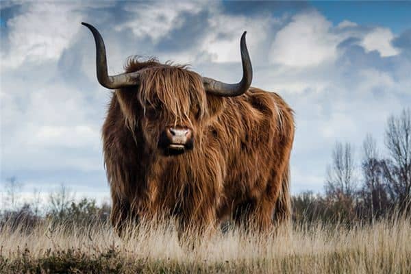 梦见被牛追赶是什么意思 梦见被牛追赶是什么意思