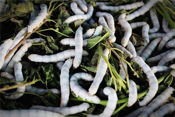 梦见蚕吃桑叶是什么意思 梦见蚕吃桑叶是什么意思