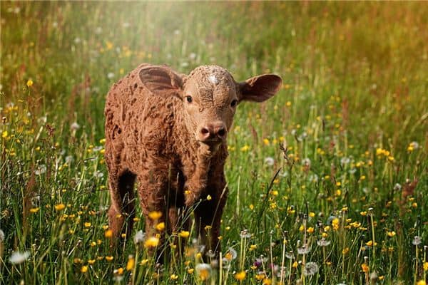 梦见和牛打架是什么意思 梦见和牛打架是什么意思