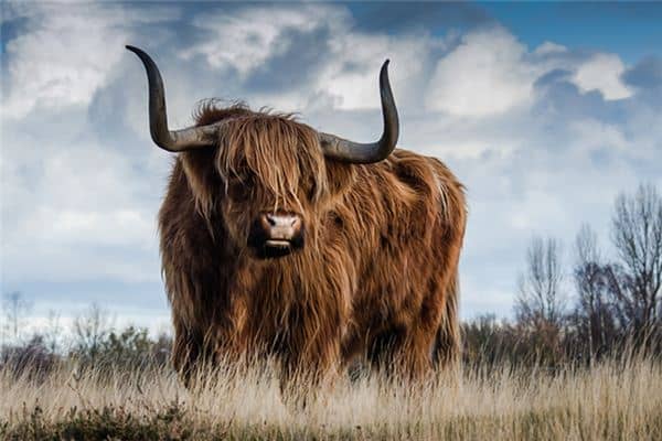 梦见牛角好粗是什么意思 梦见牛角好粗是什么意思