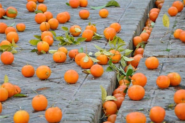 梦见橙子坏了是什么意思 梦见橙子坏了是什么意思