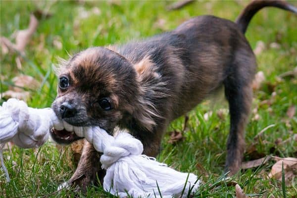 梦见女儿被狗咬了 梦见女儿被狗咬了