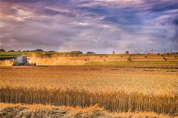 梦见稻谷丰收是什么意思 梦见稻谷丰收是什么意思