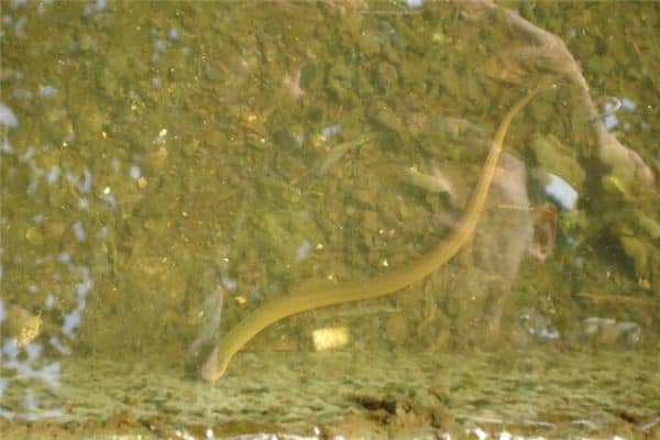 梦见被黄鳝咬是什么意思 梦见被黄鳝咬是什么意思