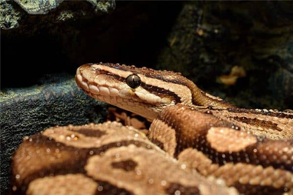 梦见被蟒蛇追是什么意思 梦见被蟒蛇追是什么意思