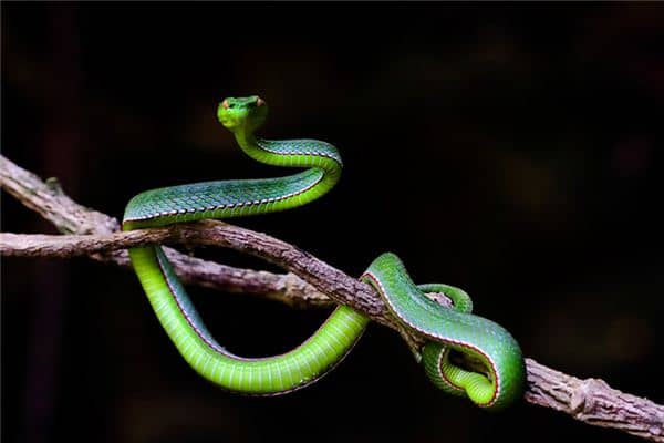 梦见蛇变成龙是什么意思 梦见蛇变成龙是什么意思