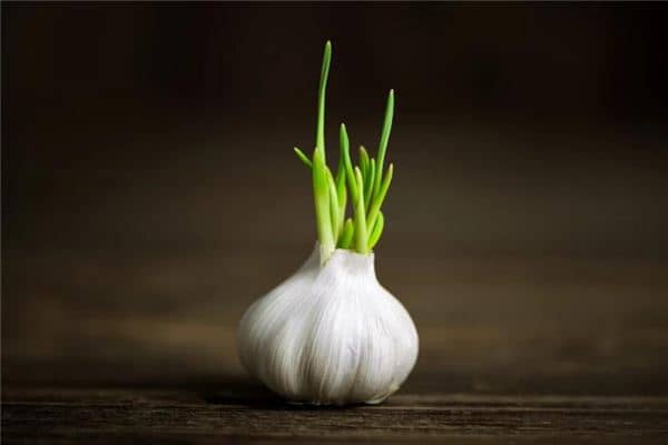 梦见大蒜发芽是什么意思 梦见大蒜发芽是什么意思