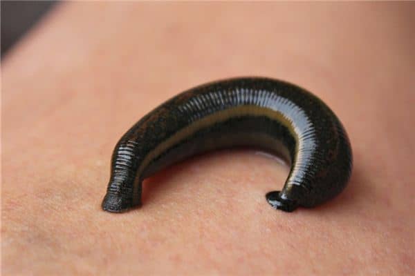 梦见玛蝗咬我是什么意思 梦见玛蝗咬我是什么意思