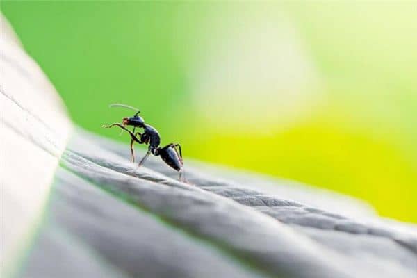 梦见蚂蚁上身是什么意思 梦见蚂蚁上身是什么意思