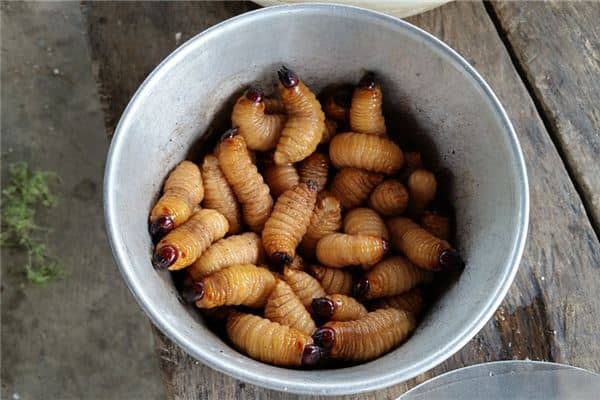 梦见嘴里吐蛆是什么意思 梦见嘴里吐蛆是什么意思