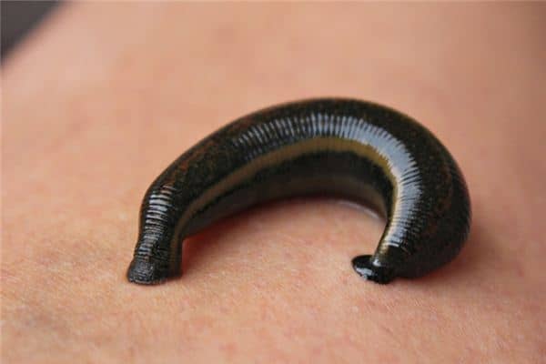 梦见水蛭吸血是什么意思 梦见水蛭吸血是什么意思